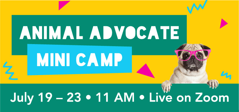 Animal Advocate Mini Camp July 29-23 11 am on Zoom