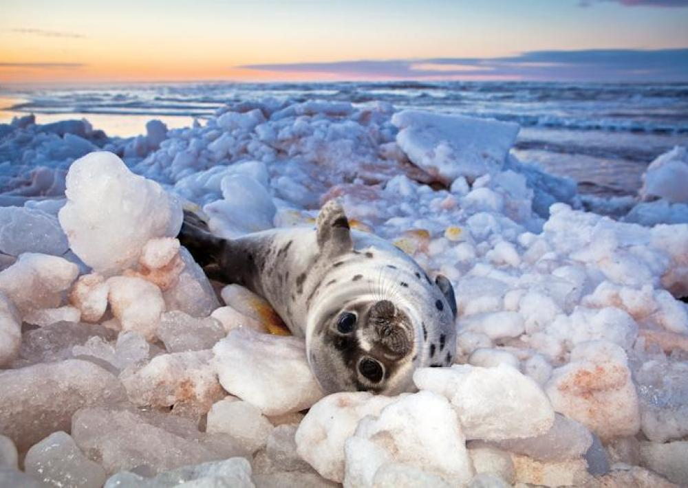 Arctic animal on an icebed