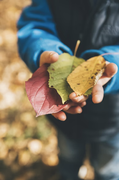 Child holding a handful of colorful leaves