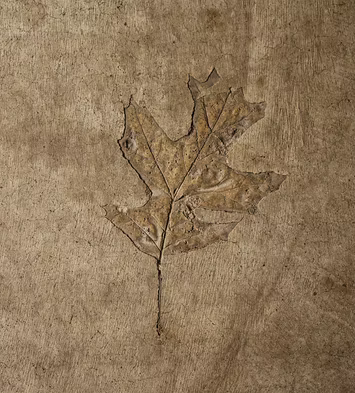 Leaf Fossil in Stone