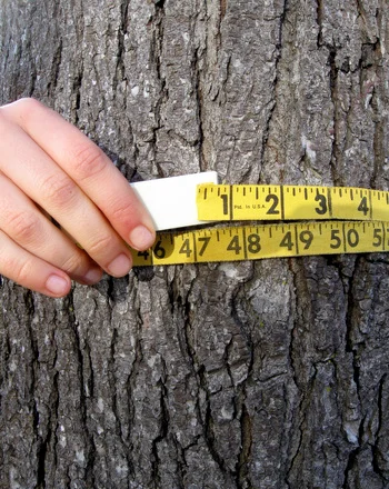 Measuring Tape Around A Tree