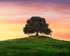 tree on a hill at sunset representing genealogy research at the library