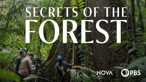 A production still from Secrets of the Forest