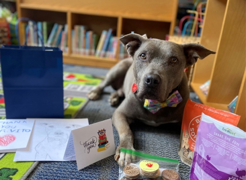 Volunteer dog that children read to at the library