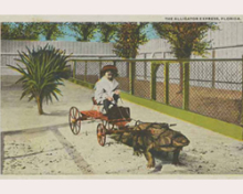 postcard depicting a young girl in a cart pulled by an alligator from the Florida Collection at Main Library