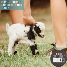 Celestial Farms, Baby Goats, Jacksonville Animal Rescue