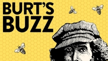 Burt's Buzz (2013 film)