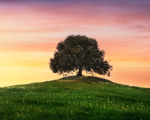photo of a tree on a hill at sunset