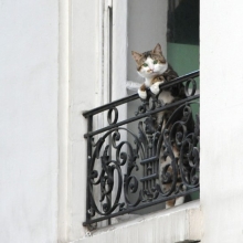 Photo of a cat in a Juliet balcony in Paris